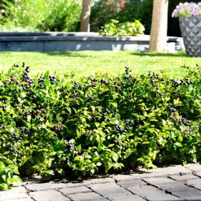 BerryBux® Blueberry (Vaccinium berrybux) - 1 gallon