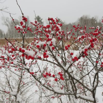 Berry Heavy® Winterberry Holly (Ilex verticillata 'Berry Heavy') - QT