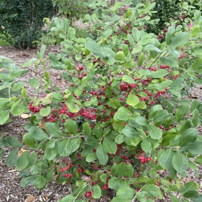 Berry Scape® Aronia (Aronia arbutifolia’Berry Scape’) - QT