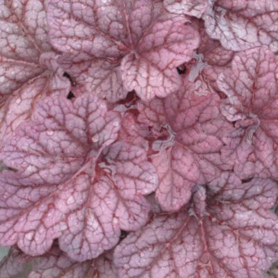Berry Smoothie Coral Bells (Heuchera 'Berry Berry Smoothie') - QT