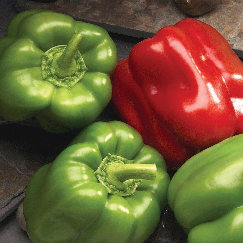 Better Belle Pepper (Capsicum annuum ‘Better Belle’) - QT