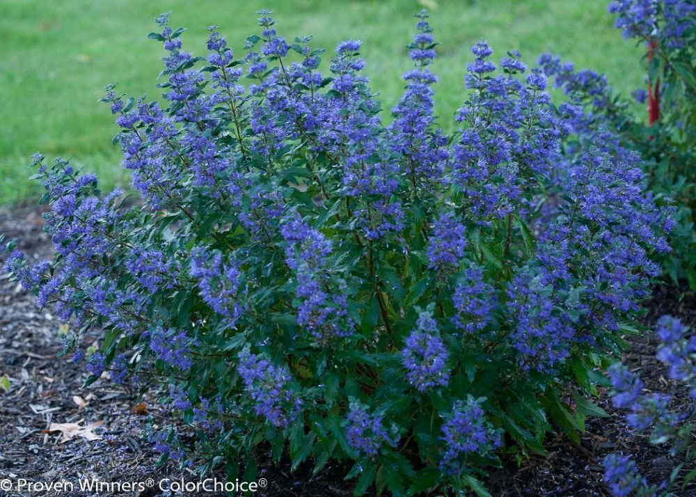 Beyond Midnight® Bluebeard (CARYOPTERIS BEYOND MIDNIGHT) - QT