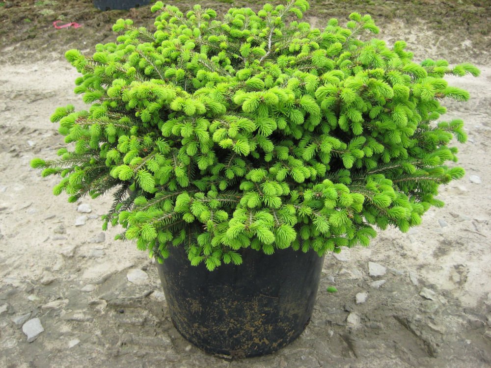 Bird's Nest Spruce (Picea abies 'Nidiformis') - 3 gallon 15"