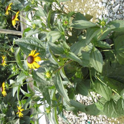 Black-Eyed Susan (Rudbeckia fulgida 'Goldsturm') - 1 gallon