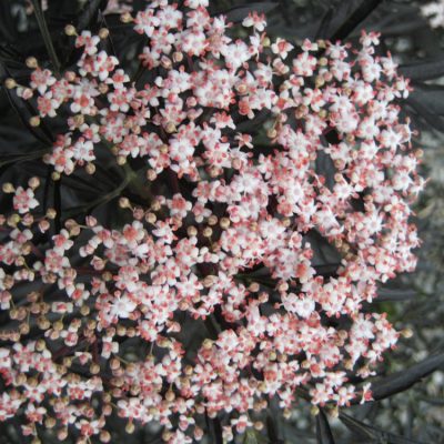 Black Lace® Elderberry (Sambucus nigra 'Eva') - QT