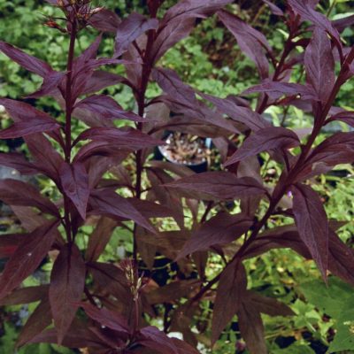 Black Truffle Cardinal Flower (Lobelia C 'Black Truffle') - 1 gallon