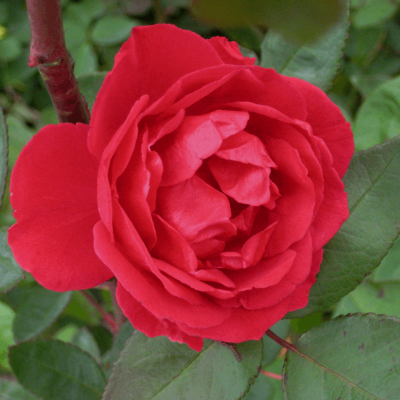 Blaze Climbing Rose (Rosa CL 'Blaze') - 2 gallon