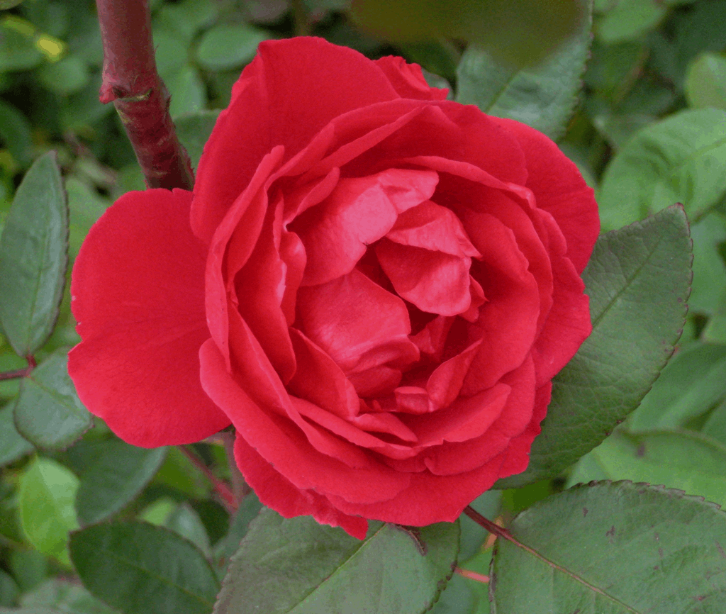 Blaze Climbing Rose (Rosa CL 'Blaze') - 3 gallon