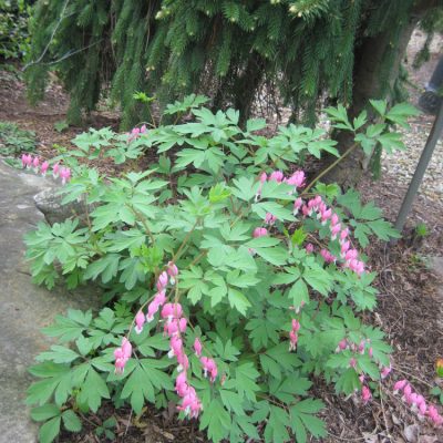 Bleeding Heart (Dicentra spectabilis) - QT