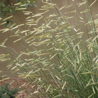 Blonde Ambition Blue Grama Grass (Bouteloua 'Blonde Ambition') - 3 gallon