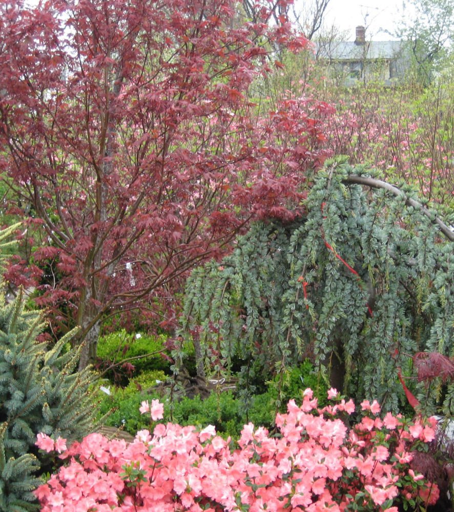 Bloodgood Japanese Maple (Acer palmatum 'Bloodgood') - 3 gallon 30-36"