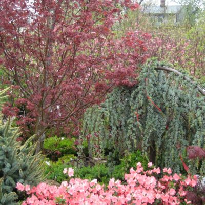 Bloodgood Japanese Maple (Acer palmatum 'Bloodgood') - 3 gallon 30-36"