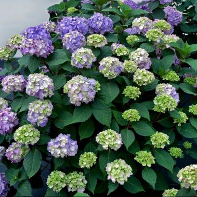 BloomStruck® Hydrangea (Hydrangea macrophylla 'Bloomstruck') - QT