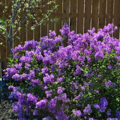 Bloomerang® Dark Purple Lilac (Syringa x 'Penda') - 3 gallon 15"
