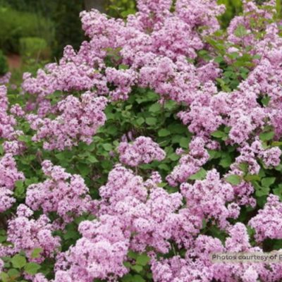 Bloomerang Purpink® Reblooming Lilac (Syringa x pubescens Bloomerang Purpink®) - 3 gallon 15"