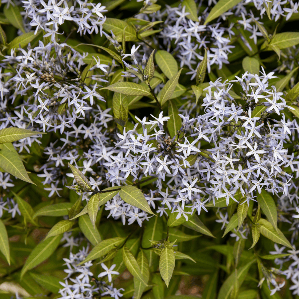'Storm Cloud' Amsonia