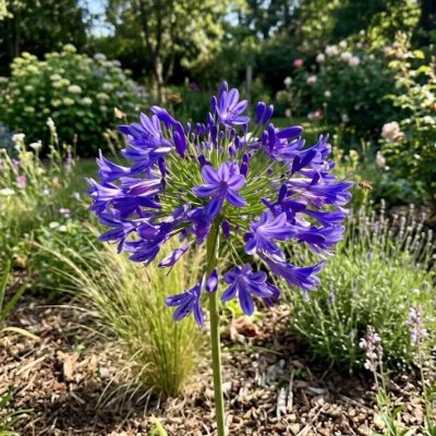 Blue African Lily (AGAPANTHUS AFRICANS BLUE) - QT