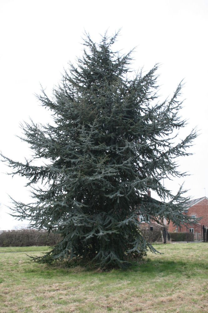 Blue Atlas Cedar (Cedrus atlantica 'Glauca') - 1 gallon