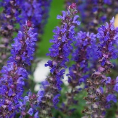 Blue Bouquetta® Catmint (Salvia blue 'Bouquetta') - 1 gallon