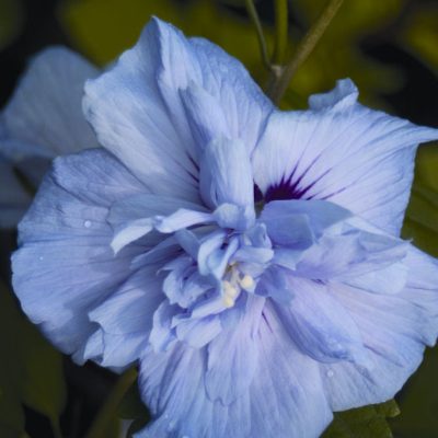 Blue Chiffon® Rose of Sharon (Hibiscus syriacus 'Notwoodthree') - 3 gallon 18"