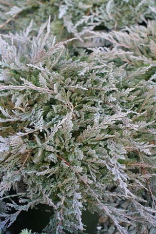Blue Chip Juniper (Juniperus horizontalis 'Blue Chip') - 1 gallon