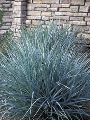 Blue Dune Lyme Grass (Leymus 'A. Blue Dune') - 1 gallon