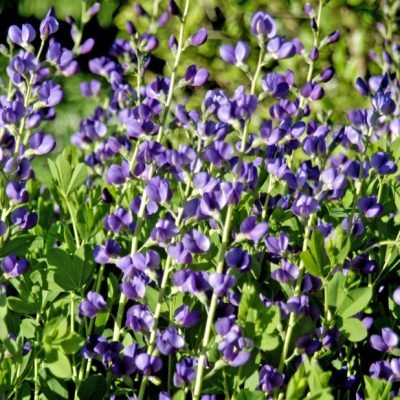Blue False Indigo (Baptisia australis) - 1 gallon