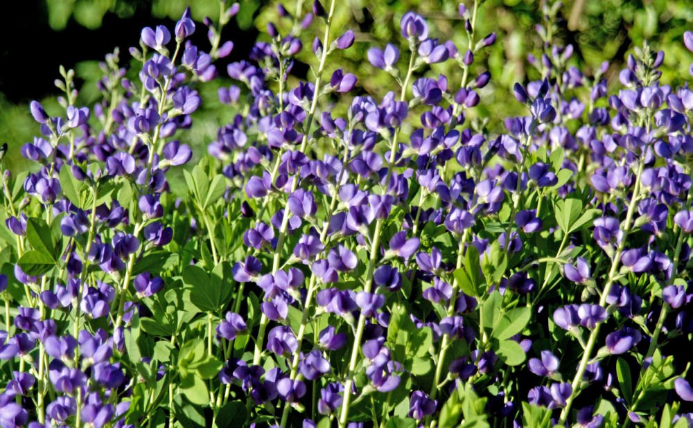 Blue False Indigo (Baptisia australis) - QT