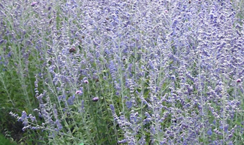 Blue Jean Baby Russian Sage (Perovskia atriplicifolia 'Blue Jean Baby') - QT