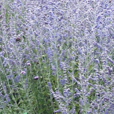 Blue Jean Baby Russian Sage (Perovskia atriplicifolia 'Blue Jean Baby') - QT
