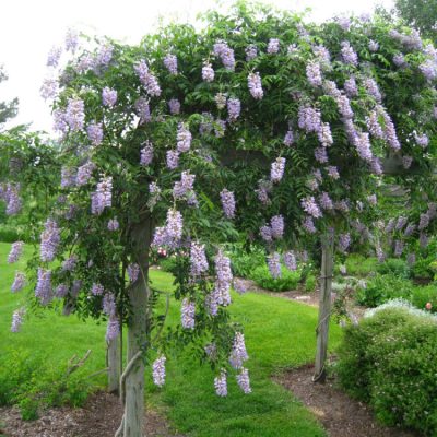 Blue Moon Wisteria (Wisteria macrostachya 'Blue Moon') - 3 gallon 60" TREE