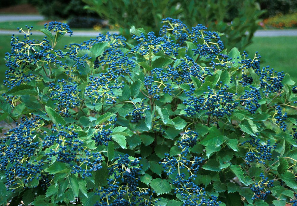Blue Muffin® Arrowwood Viburnum
(Viburnum dentatum 'Christom') - QT