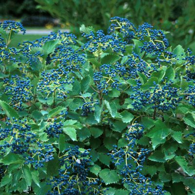 Blue Muffin® Arrowwood Viburnum (Viburnum dentatum 'Christom') - QT