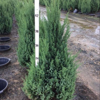 Blue Point Juniper (Juniperus chinensis 'Blue Point') - 3 gallon 24"