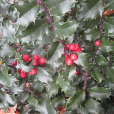 Blue Princess™ Holly (Ilex x meserveae 'Blue Princess') - 3 gallon 15"