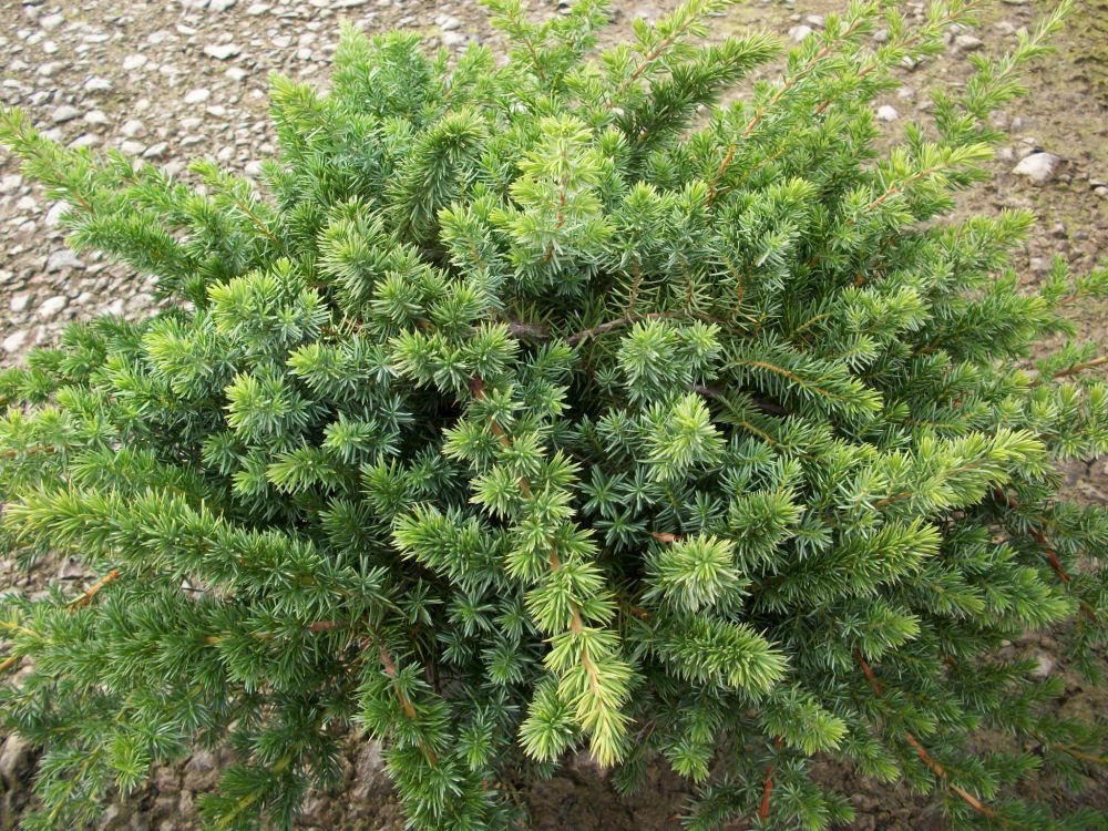 Blue Shore Juniper (Juniperus conferta 'Blue Pacific') - 1 gallon