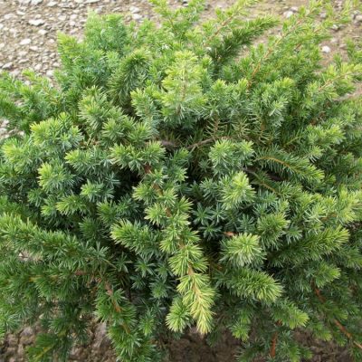 Blue Shore Juniper (Juniperus conferta 'Blue Pacific') - 3 gallon 15"
