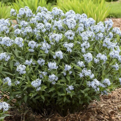 Blue Star Amsonia (Amsonia starstruck) - QT