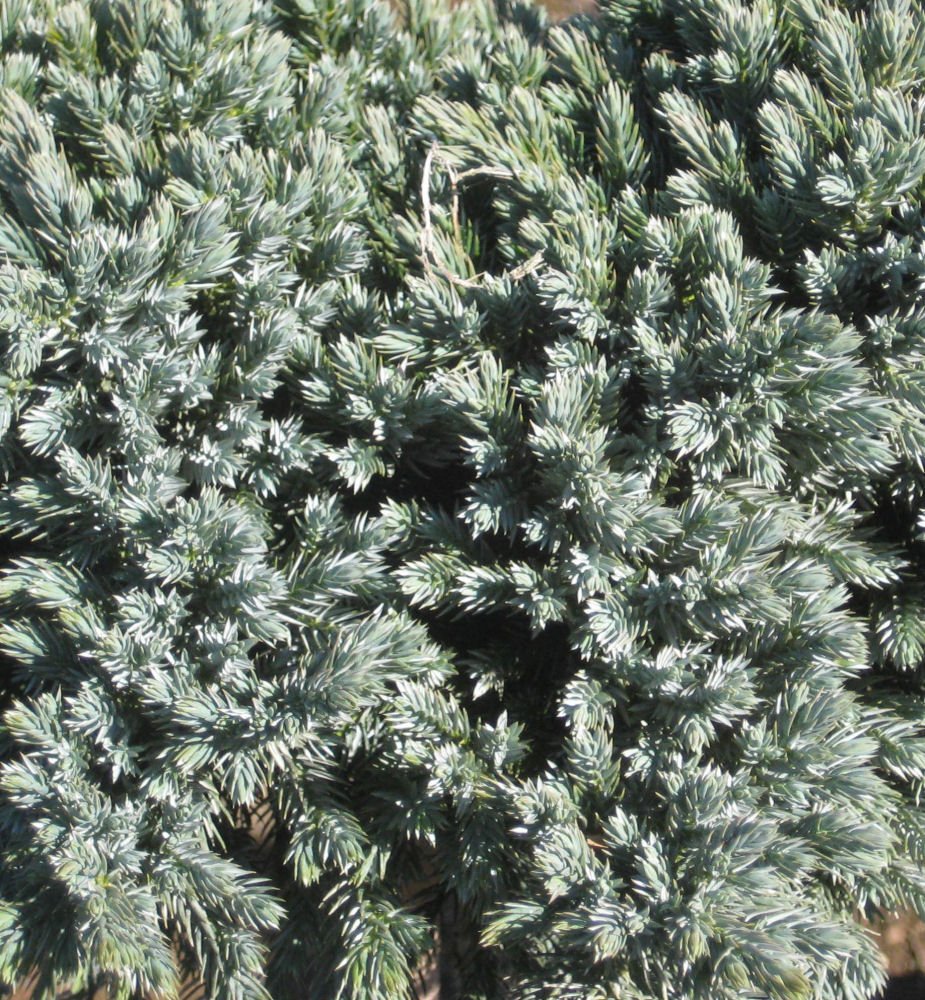 Blue Star Juniper (Juniperus squamata 'Blue Star') - 2 gallon 8"