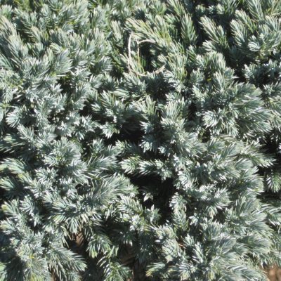 Blue Star Juniper (Juniperus squamata 'Blue Star') - 2 gallon 8"