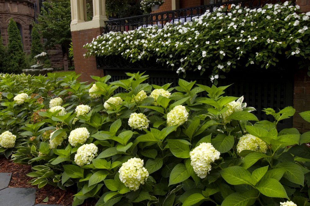 Blushing Bride® Hydrangea (Hydrangea macrophylla 'Blushing Bride') - 2 gallon