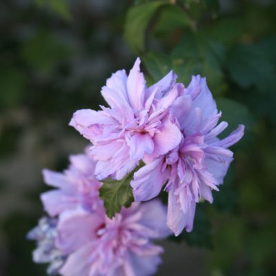 Blushing Bride Rose of Sharon (Hibiscus syriacus 'Blushing Bride') - 1 gallon