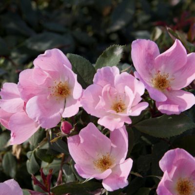 Blushing Knock Out® Rose (Rosa K.O 'Radyod') - 1 gallon
