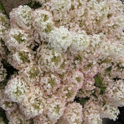 Bobo® Panicle Hydrangea (Hydrangea paniculata 'ILVOBO') - 2 gallon