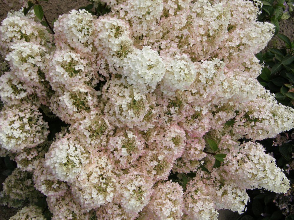 Bobo® Panicle Hydrangea (Hydrangea paniculata 'ILVOBO') - QT