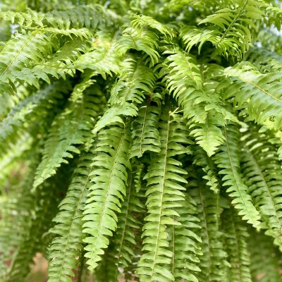 Boston Fern