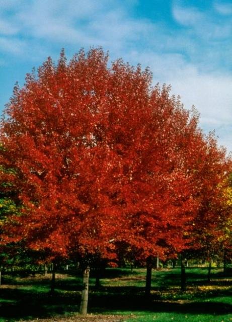 Brandywine Red Maple (Acer rubrum 'Brandywine') - 3 gallon 60"