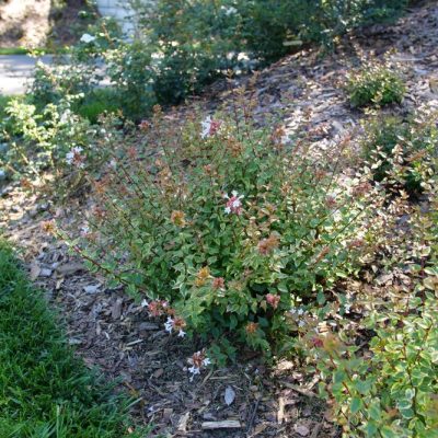 Brilliantina® Abelia (Abelia x grandiflora Brilliantina®) - QT