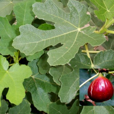 Brown Turkey Fig (Ficus brown 'Brown Turkey') - 3 gallon 12"