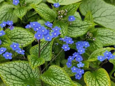Brunnera 'Sterling Silver' - Image 2